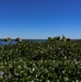 Harvesting the Invasive Water Hyacinth