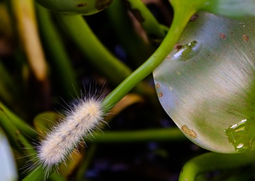 Harvesting the Invasive Water Hyacinth