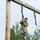ROTC Madison Wisconsin Area students rappel and build teamwork on the confidence course at Total Force Training Center Ft. McCoy