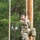 ROTC Madison Wisconsin Area students rappel and build teamwork on the confidence course at Total Force Training Center Ft. McCoy