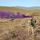 A group of soldiers in full combat gear conducts a field training exercise across open grassland terrain with rolling hills in the background. A prominent purple smoke grenade has been deployed, likely used for signaling, marking positions, or simulating battlefield conditions. The soldiers are spread across the field in a tactical formation, moving through the exercise area.