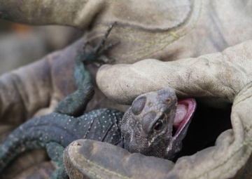 2019 Fort Riley Herpetological Survey