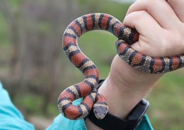 2019 Fort Riley Herpetological Survey