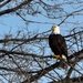 Bald eagles near record numbers around Fort Riley
