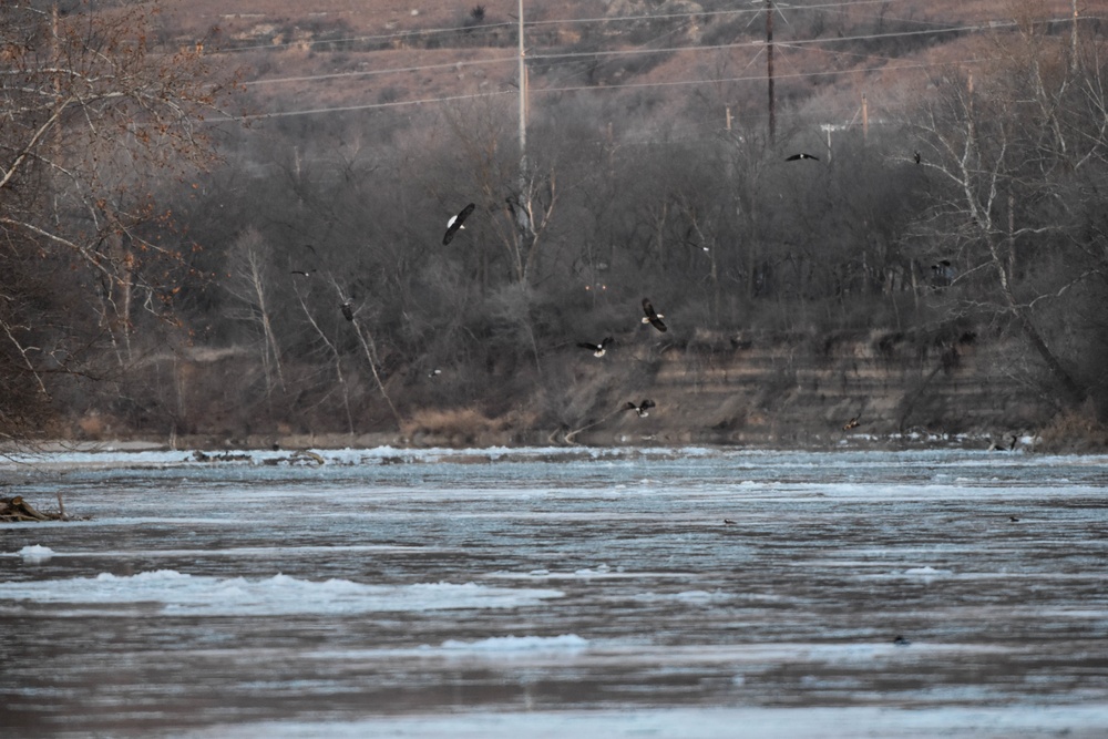 Bald eagles near record numbers around Fort Riley