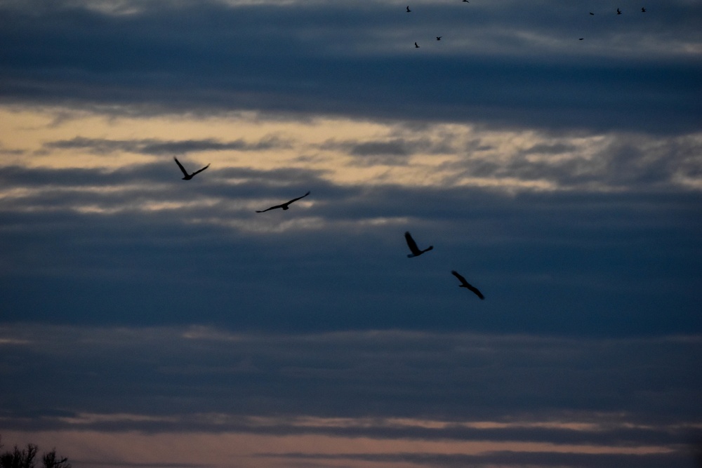 Bald eagles near record numbers around Fort Riley