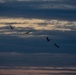 Bald eagles near record numbers around Fort Riley