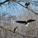 Bald eagles near record numbers around Fort Riley