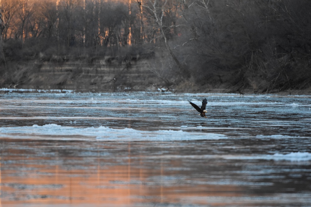 Bald eagles near record numbers around Fort Riley