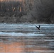 Bald eagles near record numbers around Fort Riley