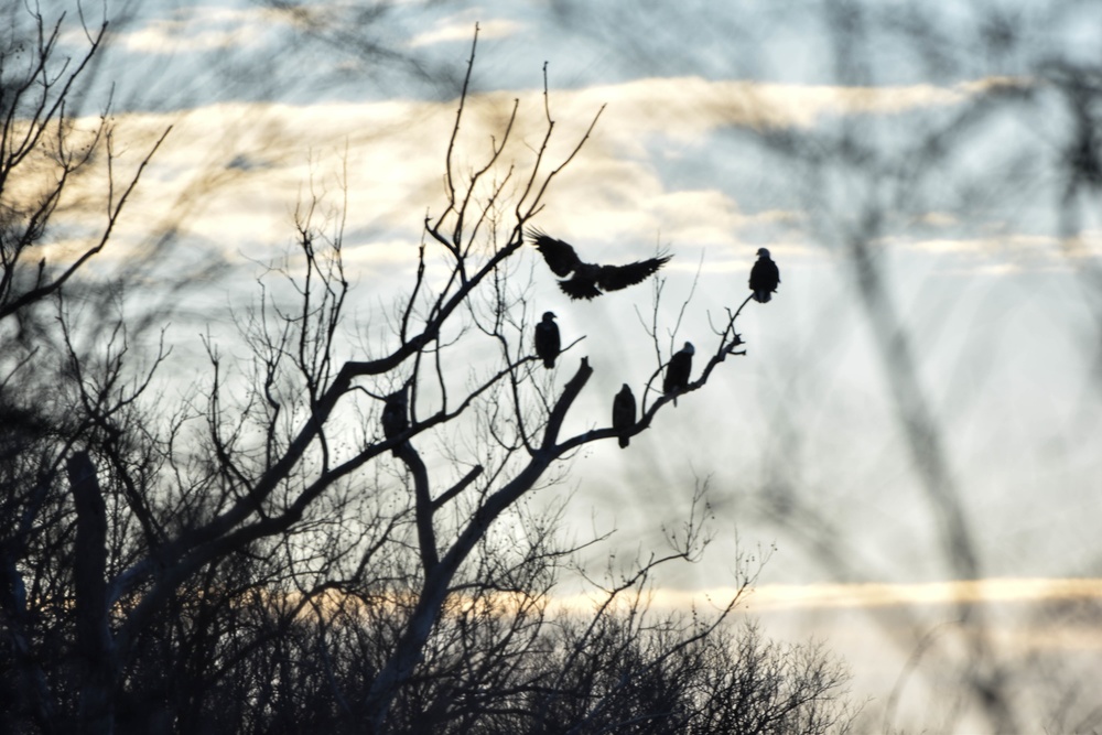 Bald eagles near record numbers around Fort Riley