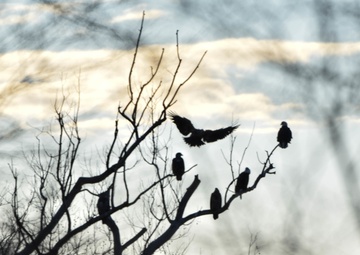 Bald eagles near record numbers around Fort Riley