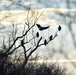 Bald eagles near record numbers around Fort Riley