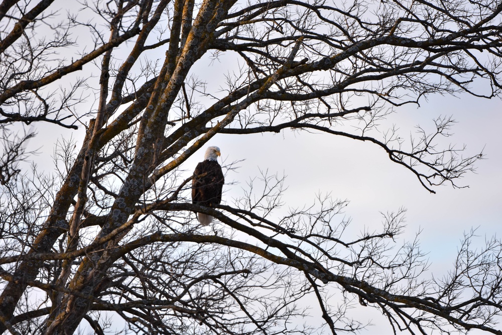Bald eagles near record numbers around Fort Riley