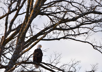 Bald eagles near record numbers around Fort Riley