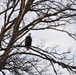 Bald eagles near record numbers around Fort Riley