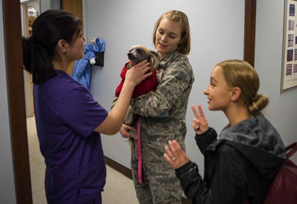 Nellis to host free Therapy Dog Event