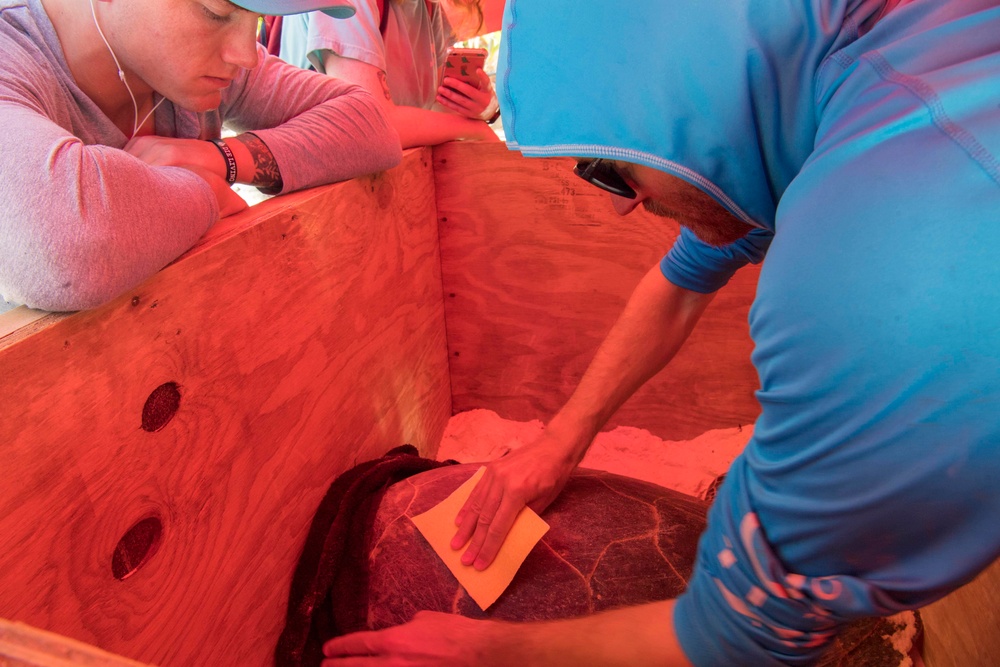 NSF Diego Garcia Assists Scientists Tag Endangered Sea Turtles