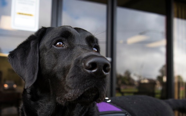 Pawsitive impacts; first DOD certified courthouse facility dog