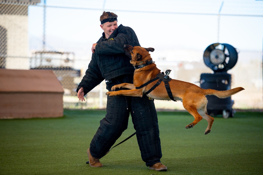 Military Working Dog Brings down the Bite