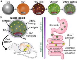 Schematic of micromotor toxoids for oral vaccination
