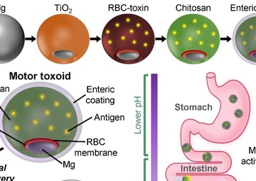 Schematic of micromotor toxoids for oral vaccination