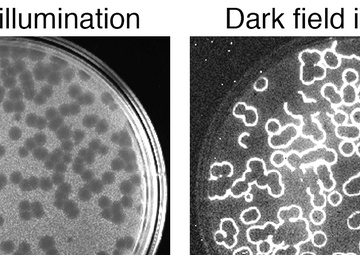 Bioluminescent luciferase protein is expressed in Wβ-infected &lt;i&gt;Bacillus anthracis&lt;/i&gt;