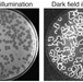 Bioluminescent luciferase protein is expressed in Wβ-infected &lt;i&gt;Bacillus anthracis&lt;/i&gt;