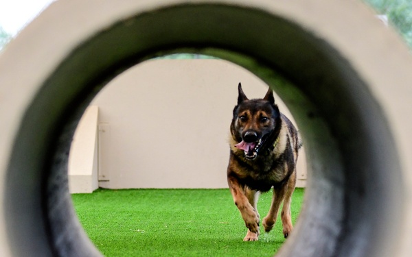 MWD: Partner in fighting crime