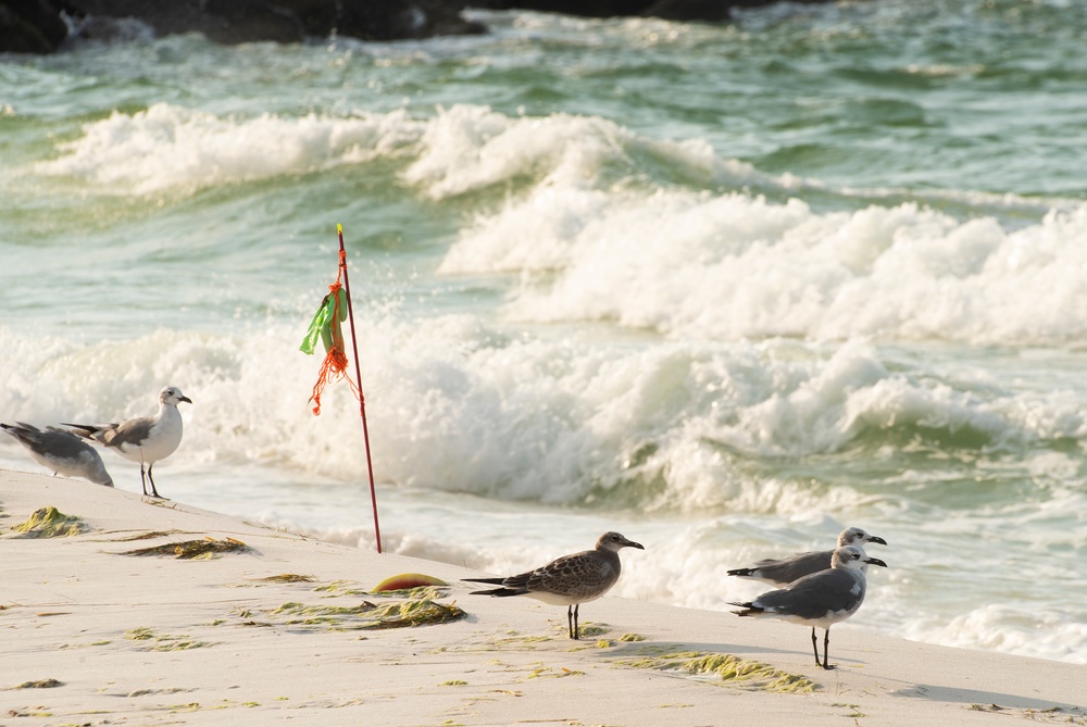 Trashing the beach