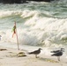 Trashing the beach