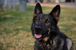Wolf Pack MWDs protect, detect, deter