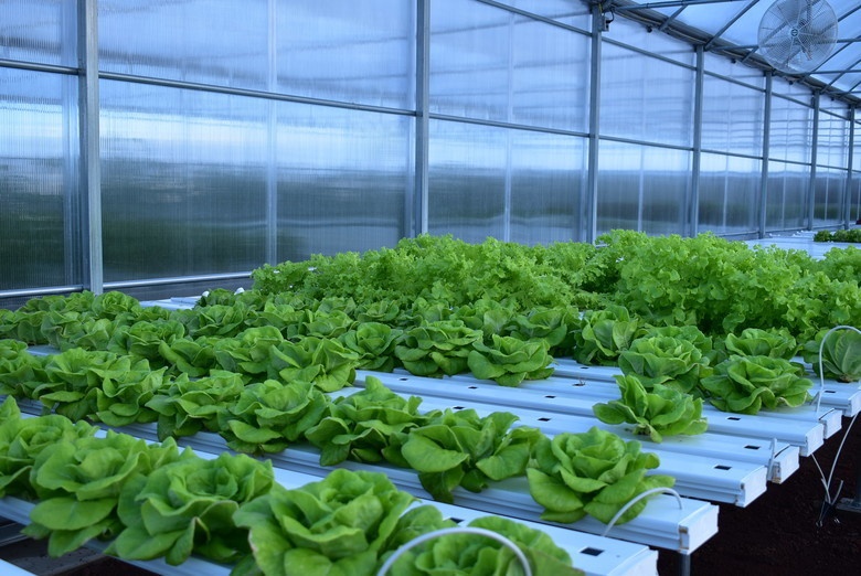Ascension Island's hydroponics lab is revitalizing life on the volcanic island