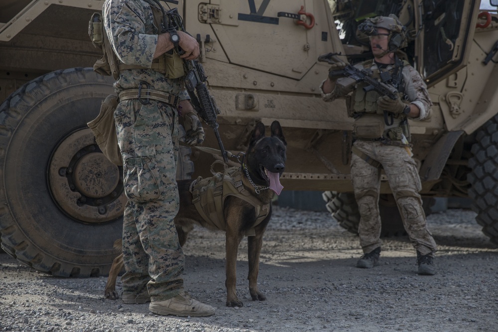 Marine Raiders learn to handle multipurpose canines
