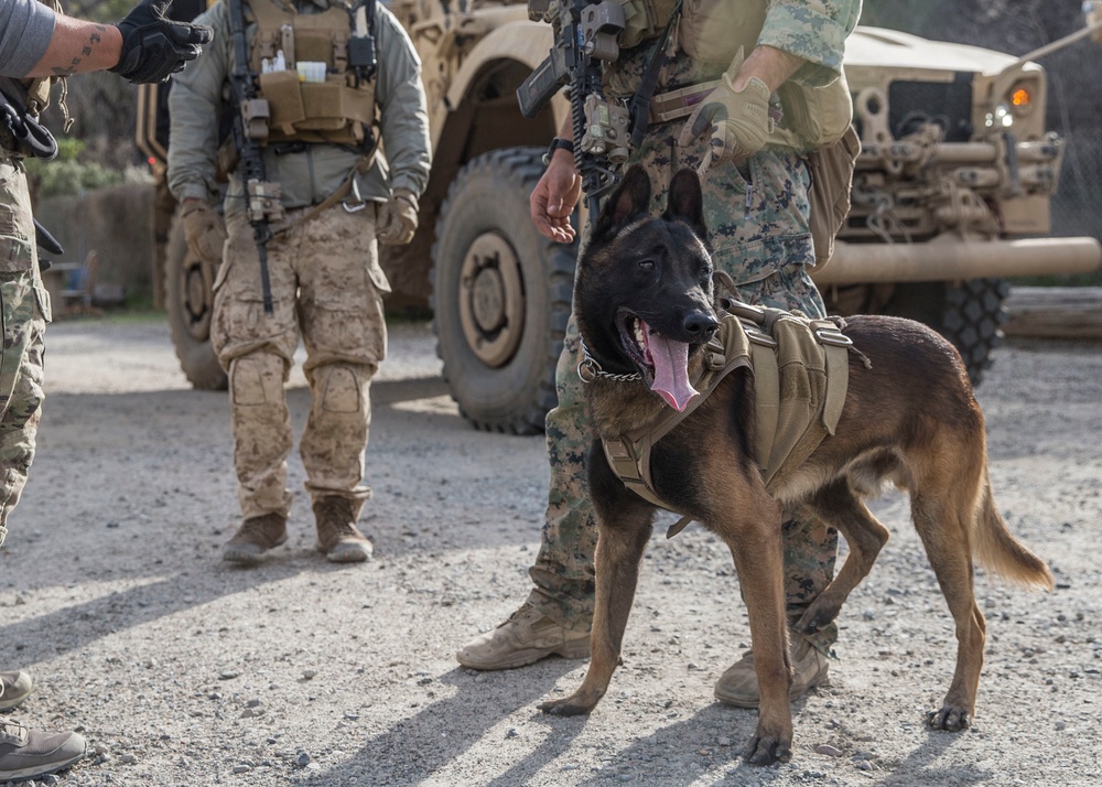 Marine Raiders learn to handle multipurpose canines