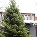 Commentary: What to do with liveChristmas trees after the holidays