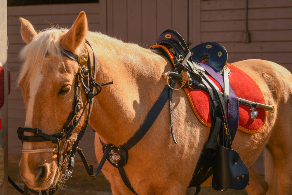 Marine Corps Mounted Color Guard