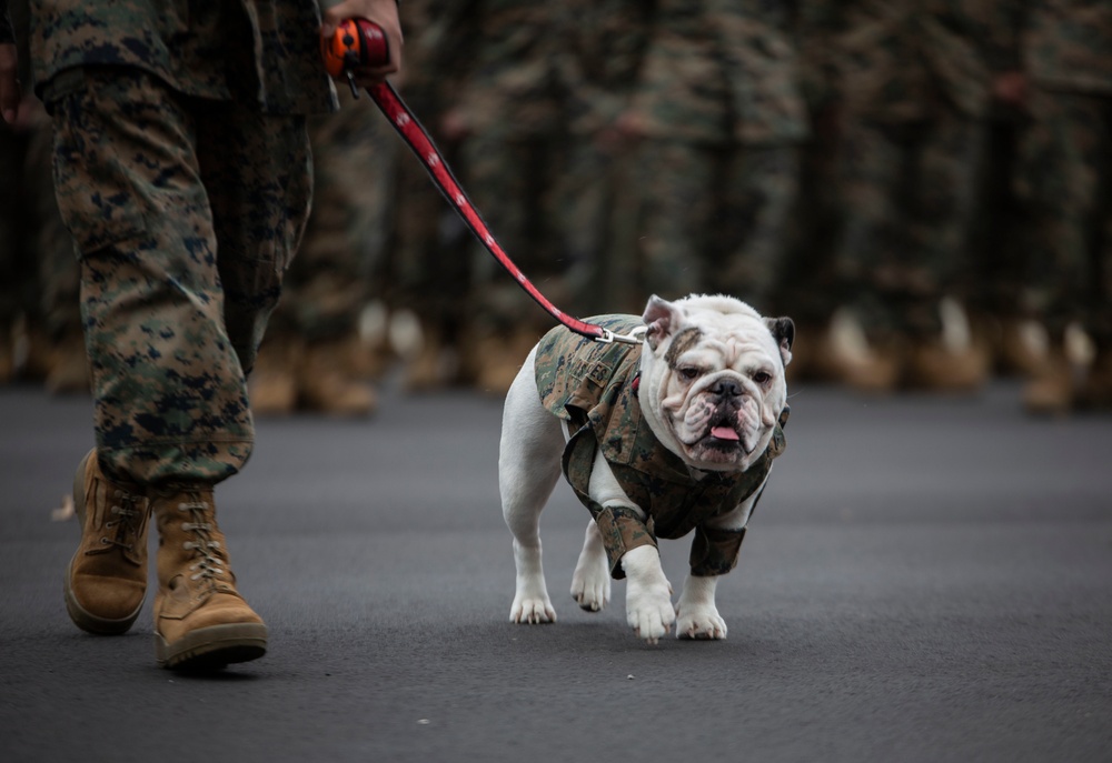 Parris Island Mascot NCO Promotion ceremony