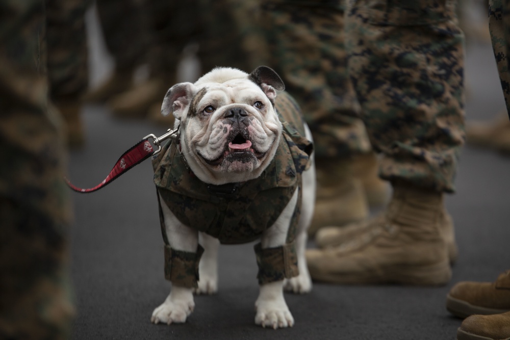 Parris Island Mascot NCO Promotion ceremony