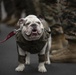 Parris Island Mascot NCO Promotion ceremony