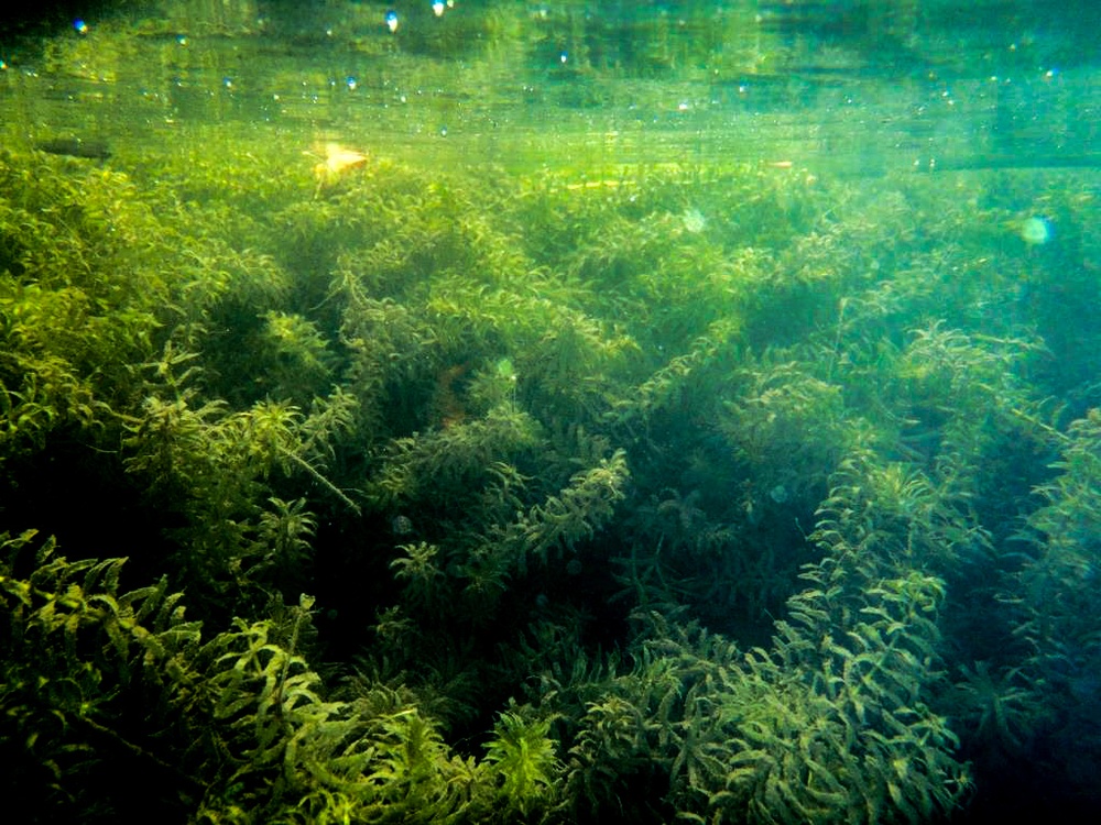 Underwater view of hydrilla beds