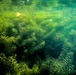 Underwater view of hydrilla beds