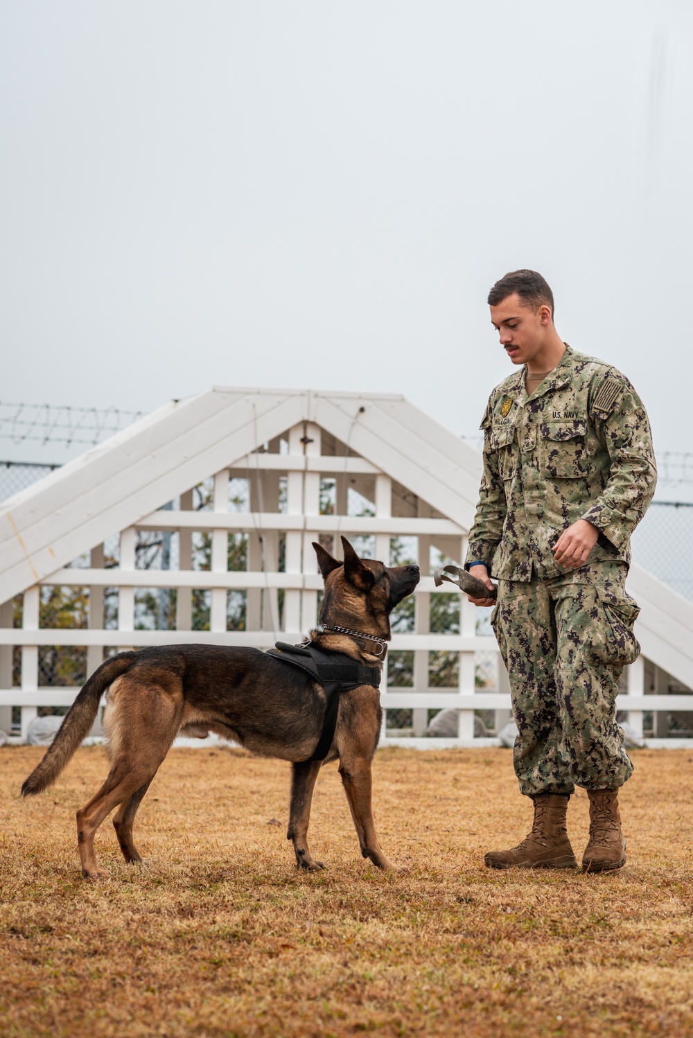 Yokosuka, Military Working Dog, K-9, CFAY, MWD