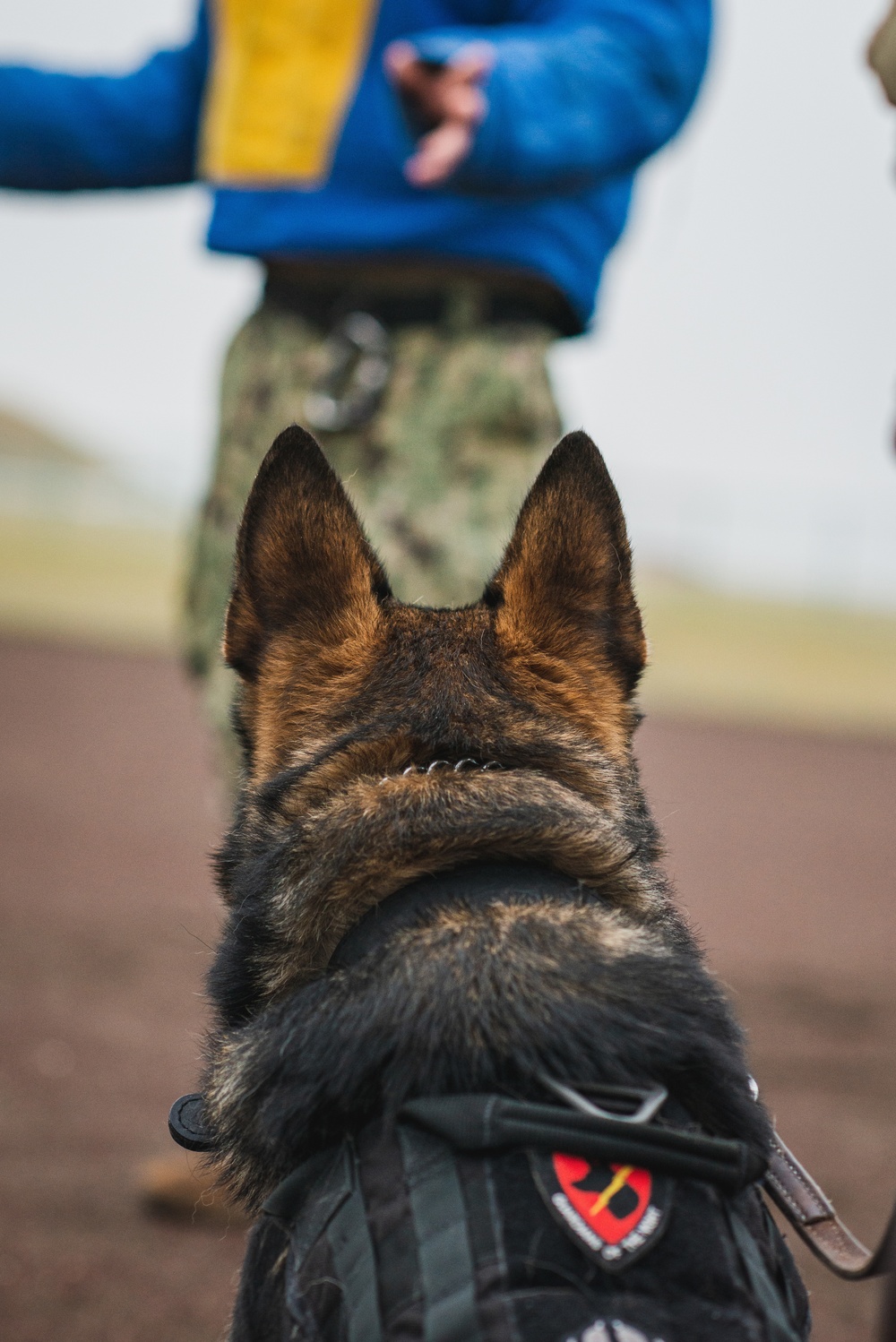 Yokosuka Holds Military Working Dog Joint Training