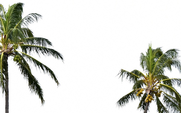 The image shows two tall coconut palm trees framing a small military jet aircraft flying between them against a bright white sky. The composition creates a striking contrast between the tropical vegetation and the aircraft. Both palm trees bear visible fruit clusters near their crowns.
