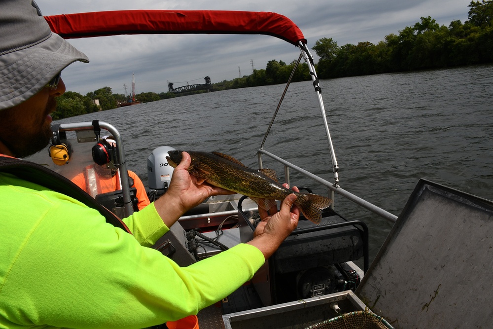 USACE fish biologists look forward to 2020 sampling season