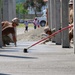 U.S. Navy Seabees deployed with NMCB-5’s Detail Timor-Leste build a three-room schoolhouse in Liquica, Timor-Leste