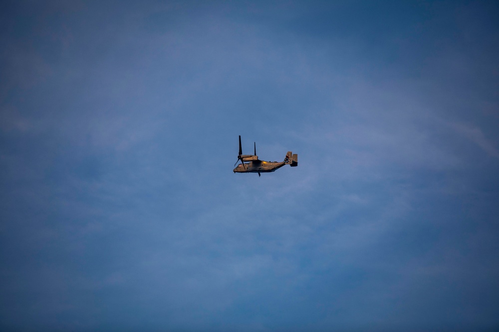 Osprey flies near New York