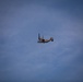 Osprey flies near New York