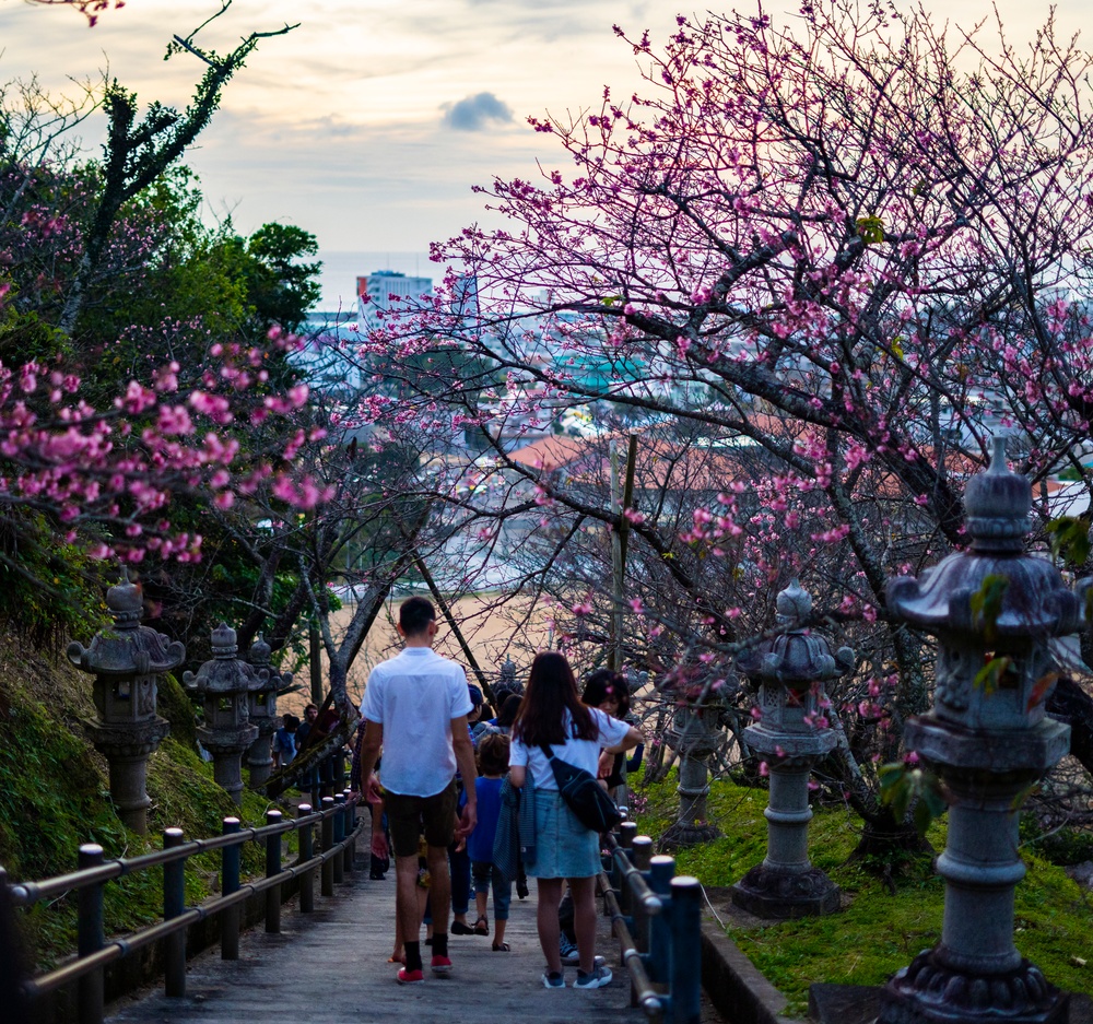 Cherry blossom shop festival 2020